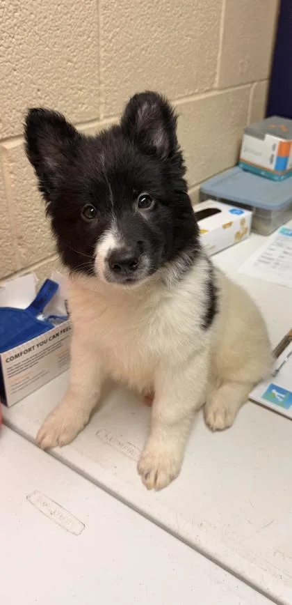 A young small-sized male Black Border Collie dog named Phantom for adoption in Harlingen, TX