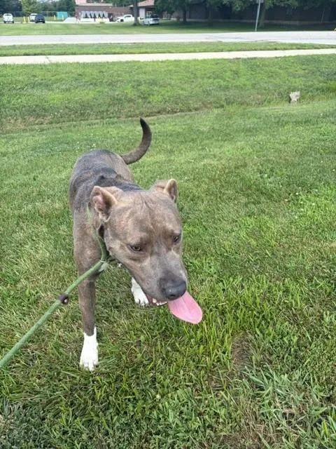 An adult large-sized male Pit Bull Terrier dog named Rocky for adoption in Urbana, IL
