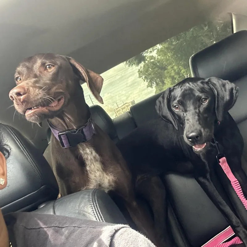 A young medium-sized female Black German Shorthaired Pointer dog named Onyx for adoption in Sarasota, FL