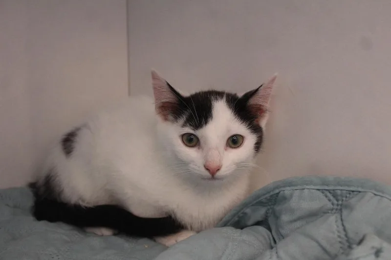 A baby medium-sized male Black & White / Tuxedo Domestic Short Hair cat named Big Jet for adoption in Chestertown, MD