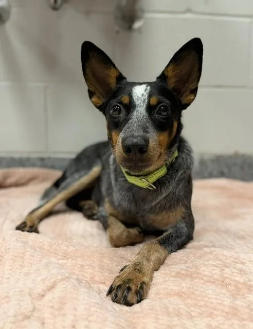 A young medium-sized male Australian Cattle Dog / Blue Heeler dog named Linus for adoption in Bradenton, FL