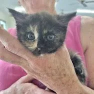 A baby small-sized female Tortoiseshell Domestic Short Hair cat named Peaches for adoption in Alexandria, VA