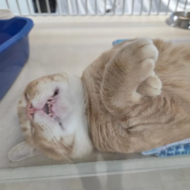 Sunny thumbnail 5