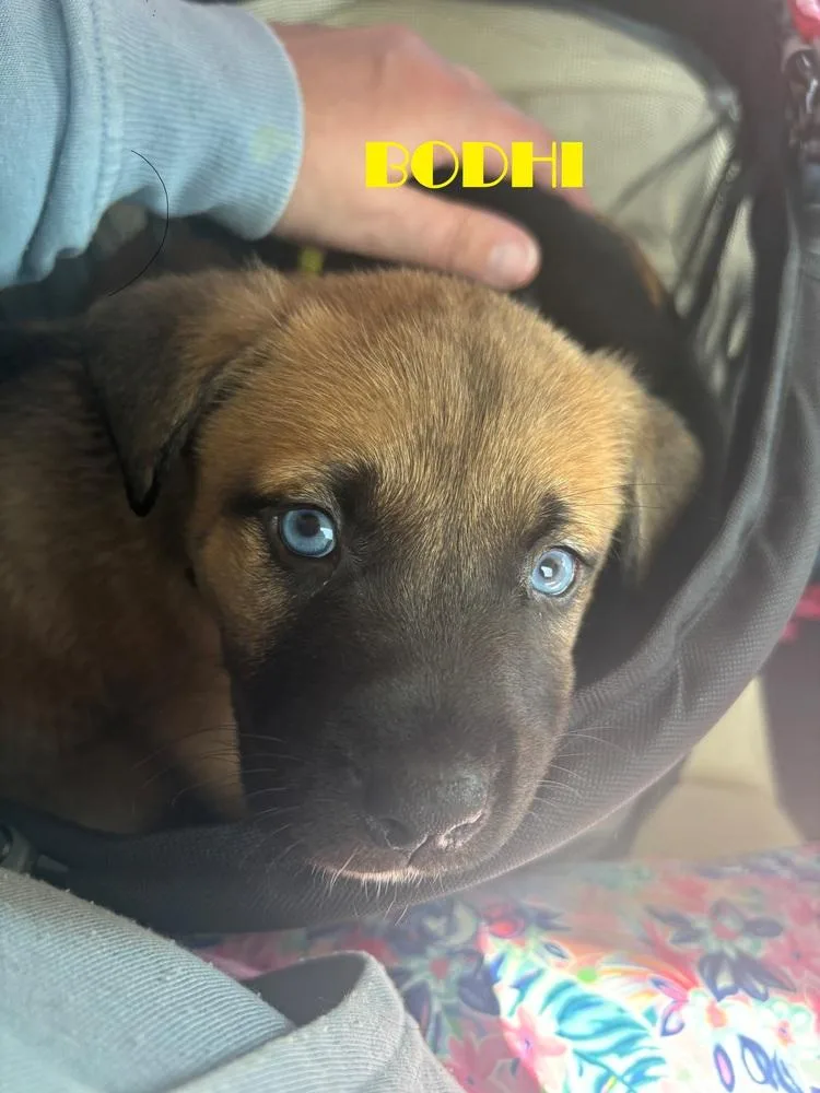 A baby medium-sized male Tricolor (Brown, Black, & White) Shepherd dog named Bodhi for adoption in Clinton Township, MI