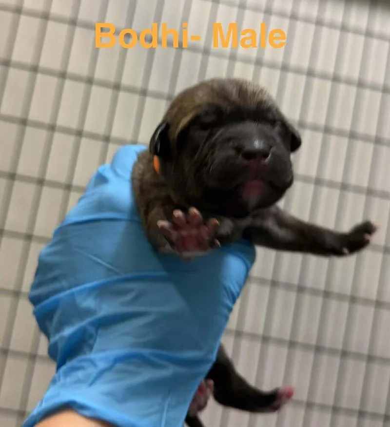 Bodhi thumbnail 2