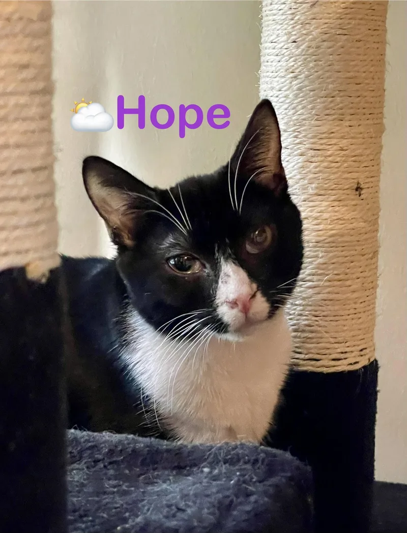 A young medium-sized female Black & White / Tuxedo Domestic Short Hair cat named Hope for adoption in Reston, VA