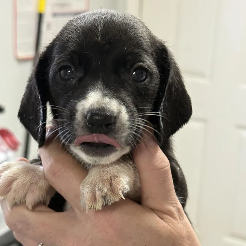 A baby medium-sized female Mixed Breed dog named Jelly Filled for adoption in Columbia, SC