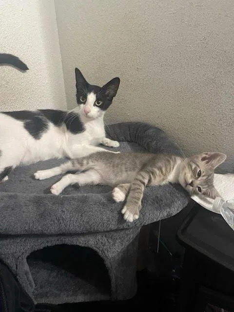 A baby small-sized female Domestic Short Hair cat named Xena for adoption in South Pasadena, CA