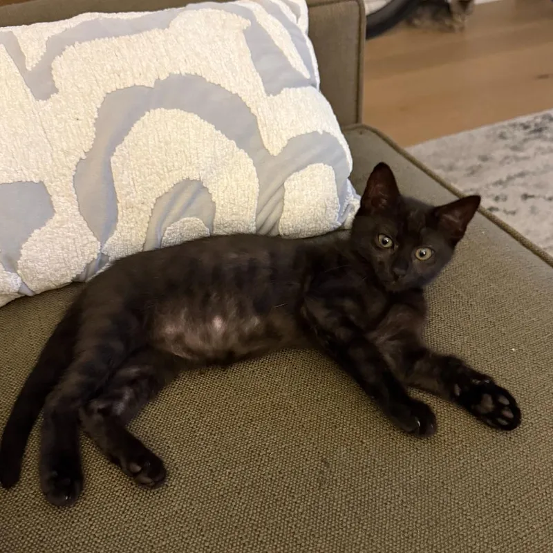 A baby small-sized female Black Domestic Short Hair cat named Brenda for adoption in Spokane, WA