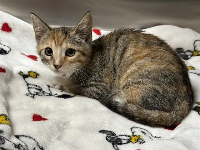 A baby small-sized female Domestic Short Hair cat named Caterpillar for adoption in Tustin, CA