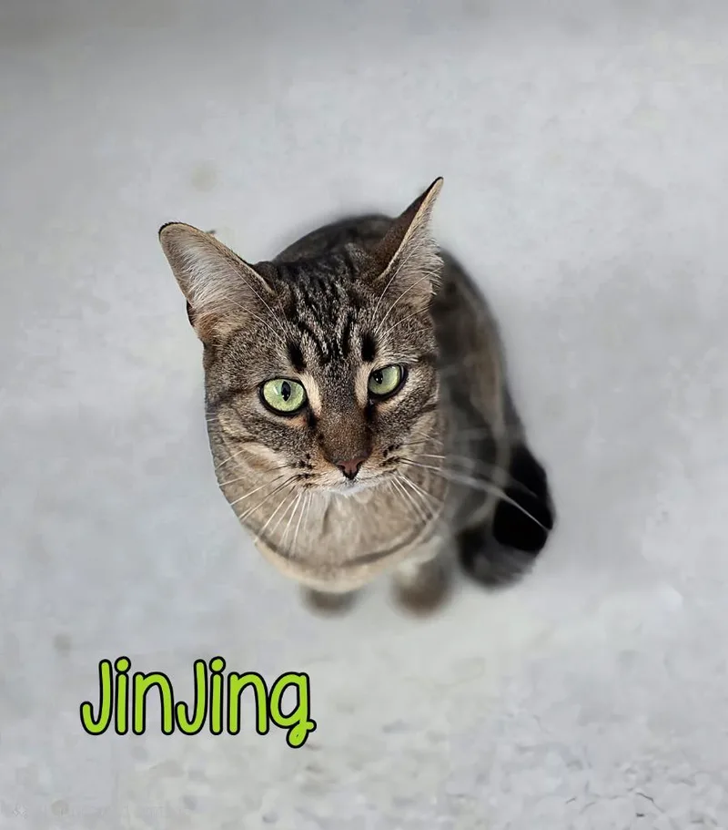 Jinjing