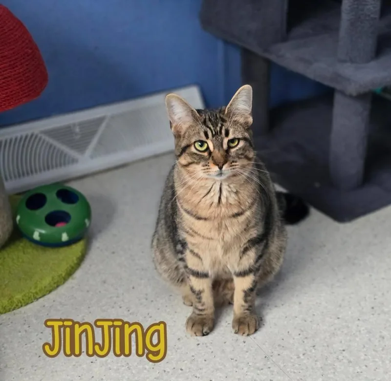 Jinjing thumbnail 3