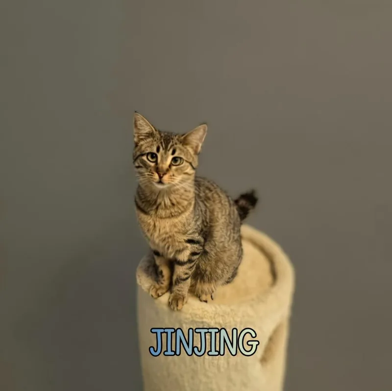Jinjing thumbnail 6