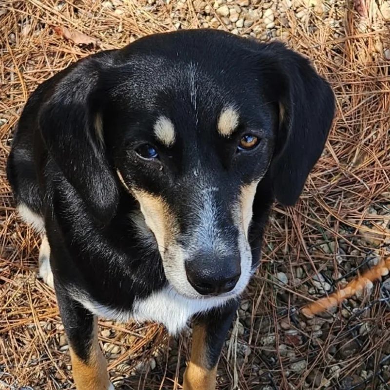An adult medium-sized female Beagle dog named Sweetie for adoption in Hattiesburg, MS