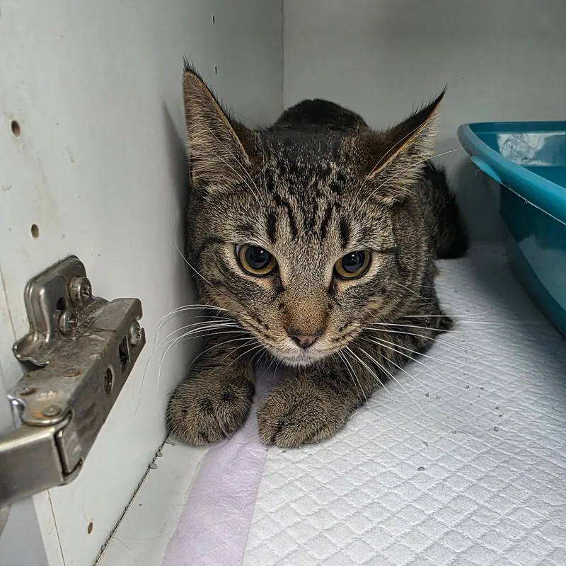 A young small-sized male Brown / Chocolate Domestic Short Hair cat named Pompom for adoption in Duncan, OK