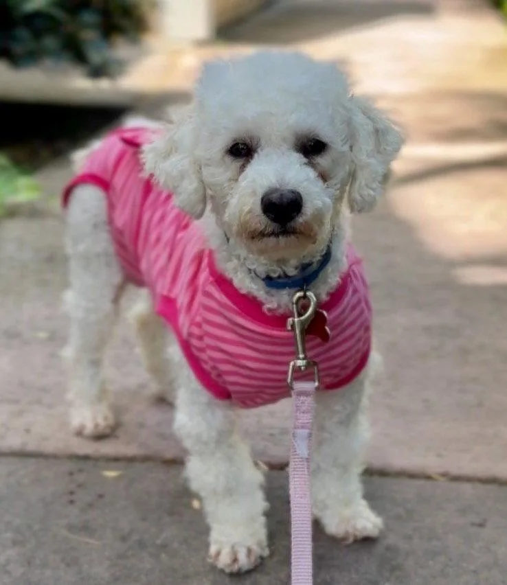 A young small-sized female Maltese dog named Eclair for adoption in Palo Alto, CA