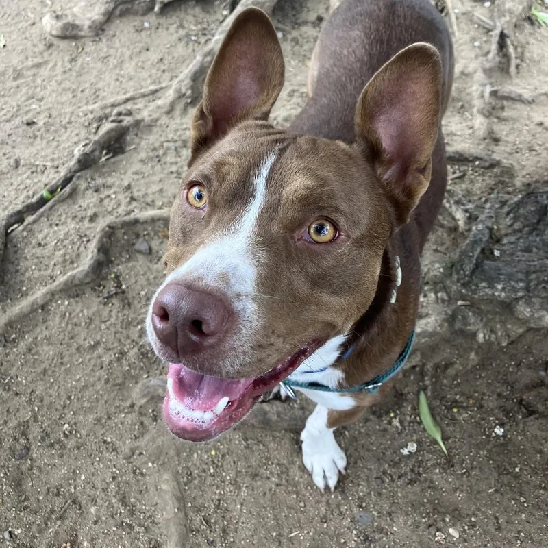 An adult medium-sized female Brown / Chocolate Mixed Breed dog named Brookie for adoption in San Francisco, CA