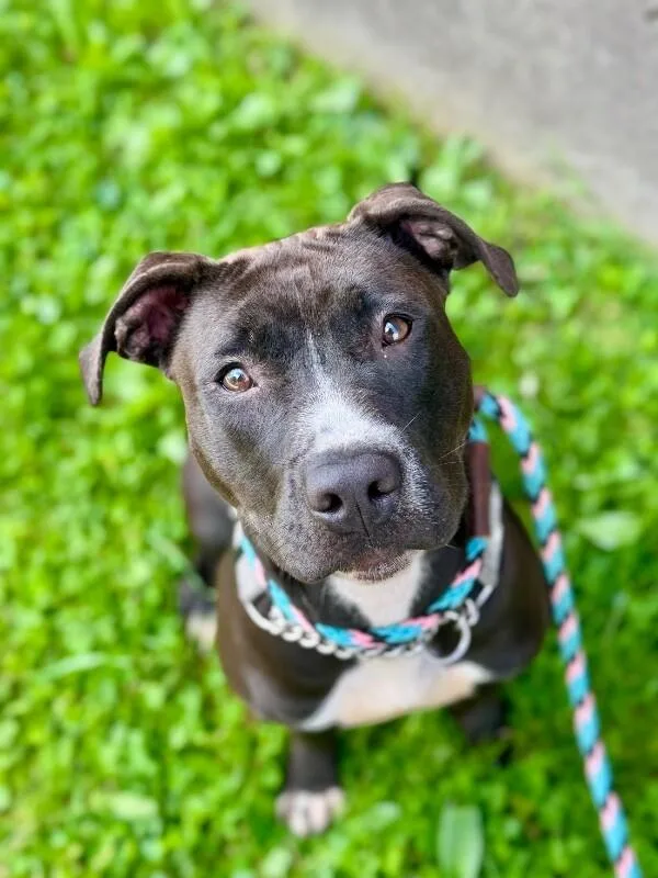 A young large-sized female Black Mixed Breed dog named Juno for adoption in Cincinnati, OH