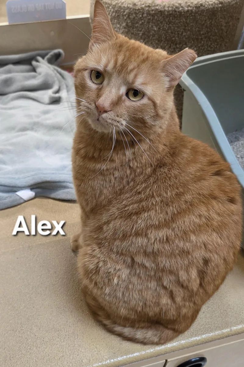 An adult medium-sized male Orange / Red Domestic Short Hair cat named Alex for adoption in Temple, PA