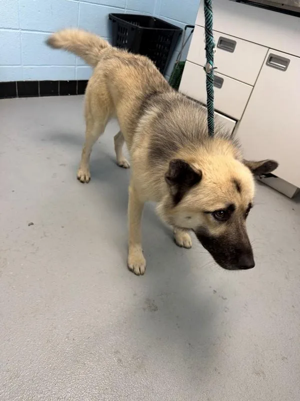 An adult small-sized male German Shepherd Dog dog named Ic for adoption in Lawrenceville, GA