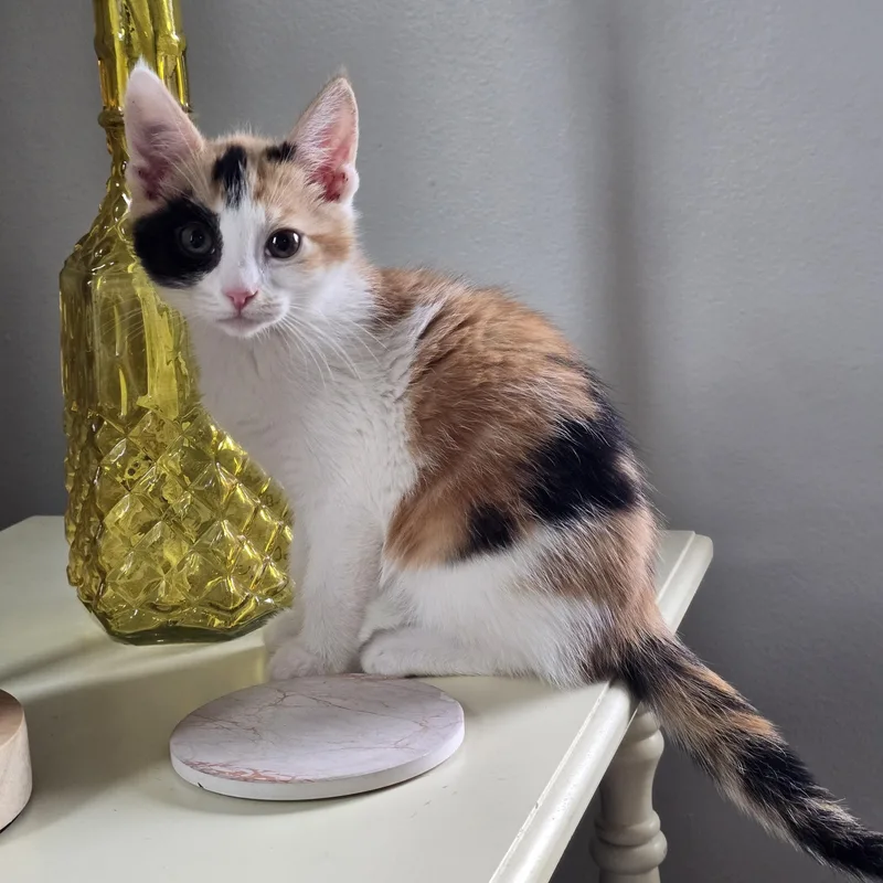 A baby medium-sized female Calico Domestic Short Hair cat named Jellybean for adoption in Maple Valley, WA