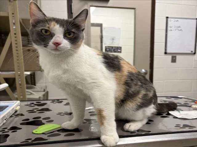 A young small-sized female Domestic Short Hair cat named Mila for adoption in Derwood, MD