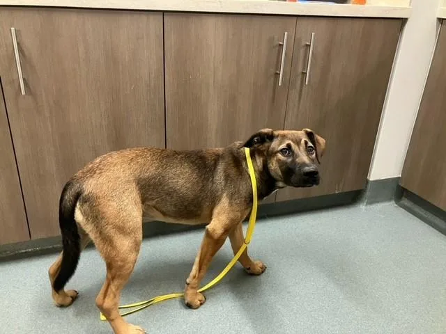 A young medium-sized male German Shepherd Dog dog named Rome for adoption in Baytown, TX