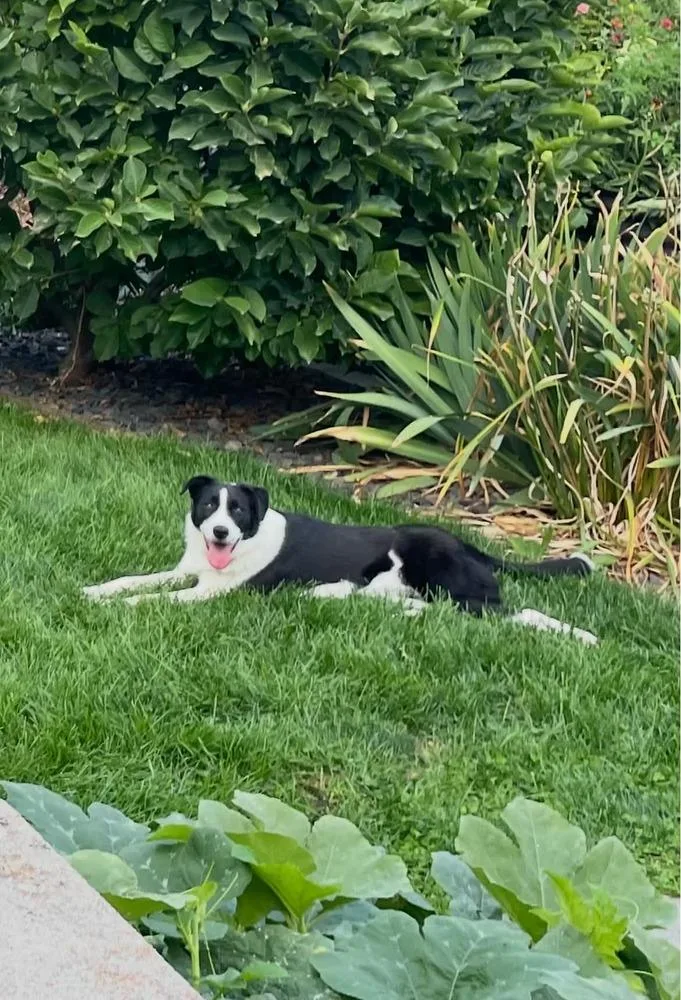 An adult large-sized female Border Collie dog named Ava for adoption in Rathdrum, ID