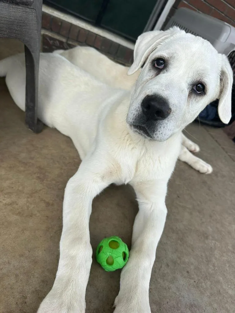 Franklin thumbnail 2