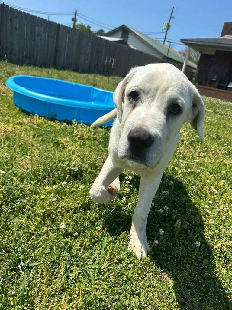 Franklin thumbnail 3