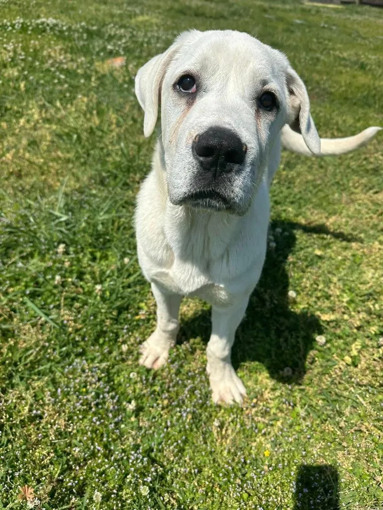 Franklin thumbnail 4