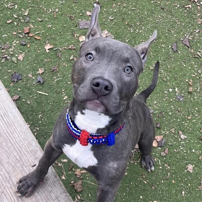 Wavy Potato Chip thumbnail 2