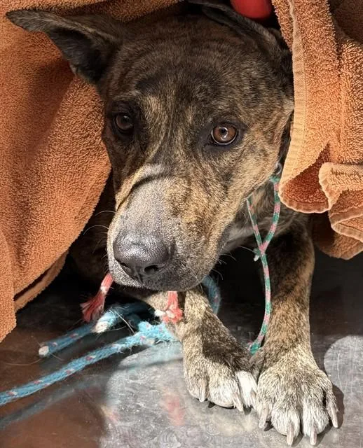 An adult medium-sized female Dutch Shepherd dog named Baby for adoption in Tucson, AZ