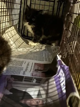 A baby small-sized male Domestic Short Hair cat named Jordin for adoption in West Chester, PA