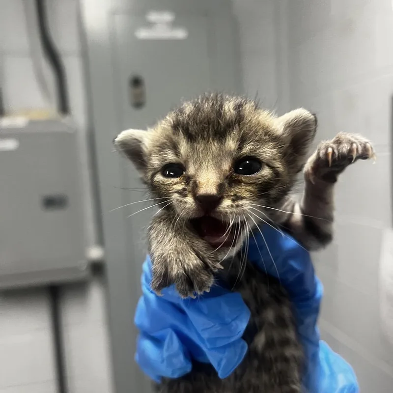 A baby small-sized male Brown / Chocolate Domestic Short Hair cat named Greg for adoption in Summerville, SC