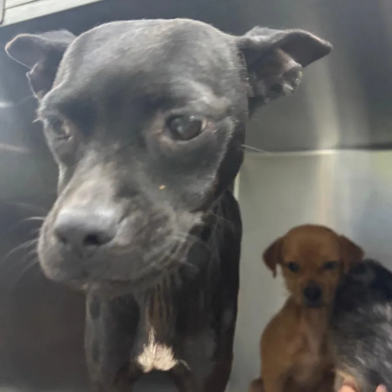 An adult small-sized female Mixed Breed dog named Smooch for adoption in Corbin, KY