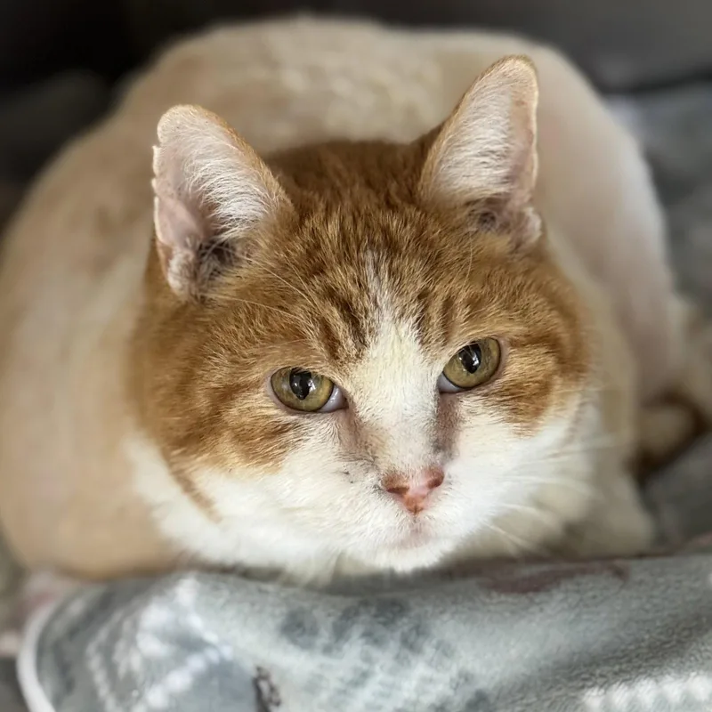 An adult large-sized male Orange & White Domestic Short Hair cat named Cookie for adoption in Winchendon, MA