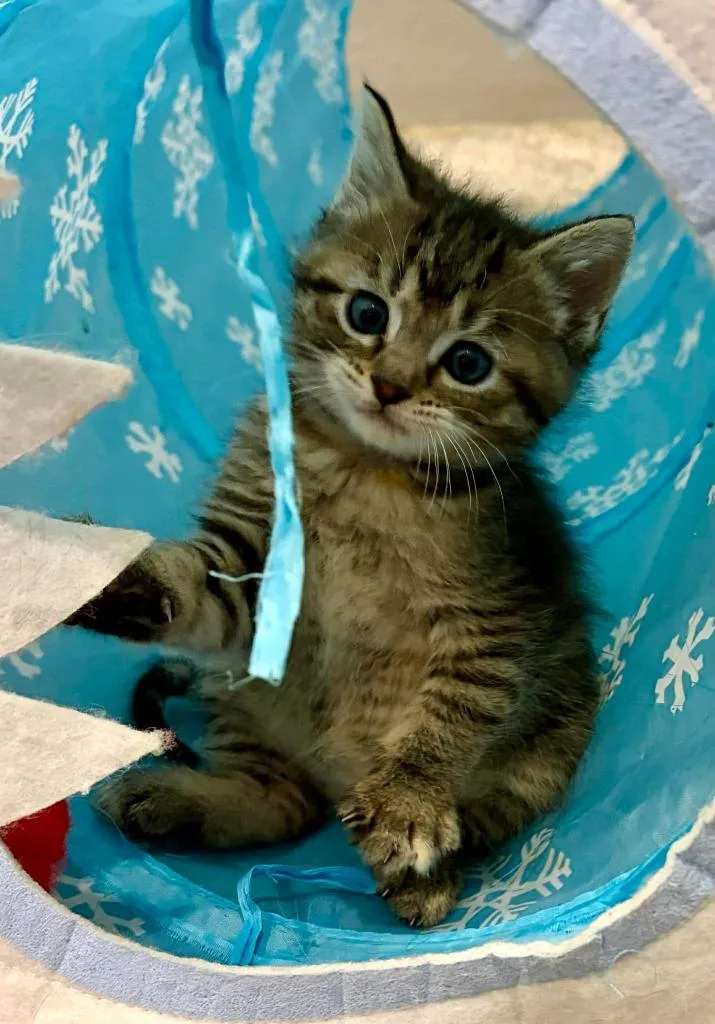 A baby small-sized female Domestic Short Hair cat named Moira for adoption in Urbandale, IA