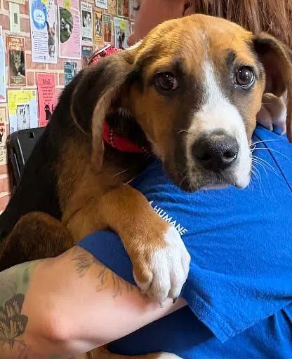 An adult medium-sized male Hound dog named Hercules for adoption in Washington, DC