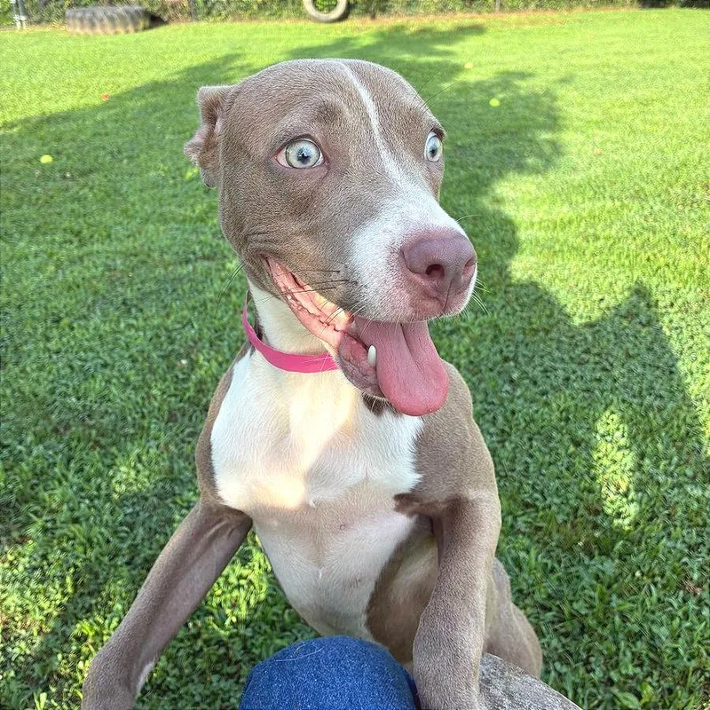 A young small-sized female Gray / Blue / Silver Mixed Breed dog named Carmen for adoption in Chattanooga, TN