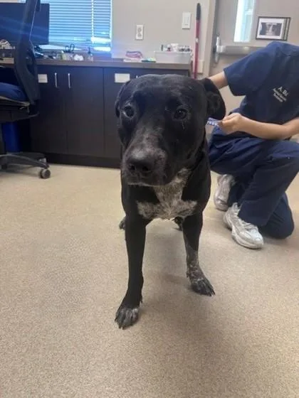 An adult medium-sized female Pit Bull Terrier dog named Maxine for adoption in North Richland Hills, TX