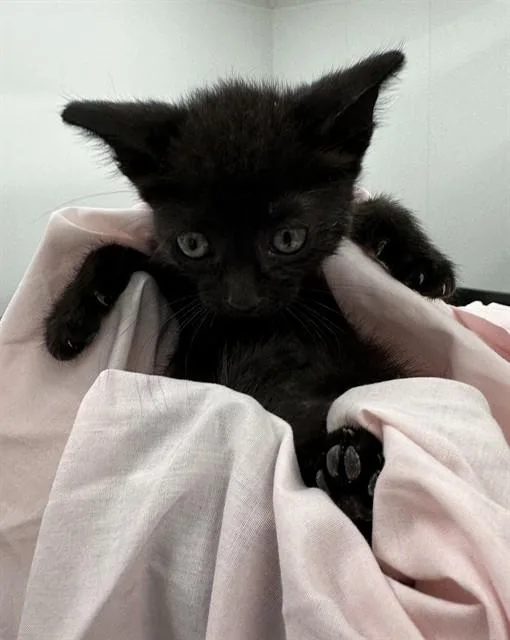 A baby small-sized female Domestic Short Hair cat named Cato for adoption in Fort Lauderdale, FL