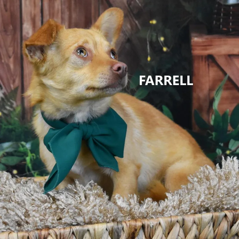 Farrell