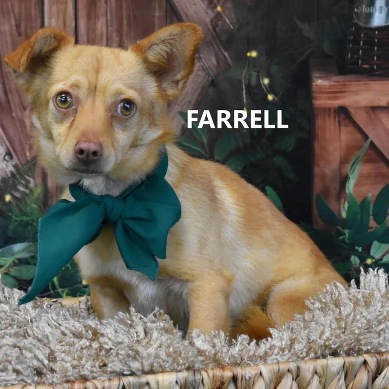 Farrell thumbnail 2