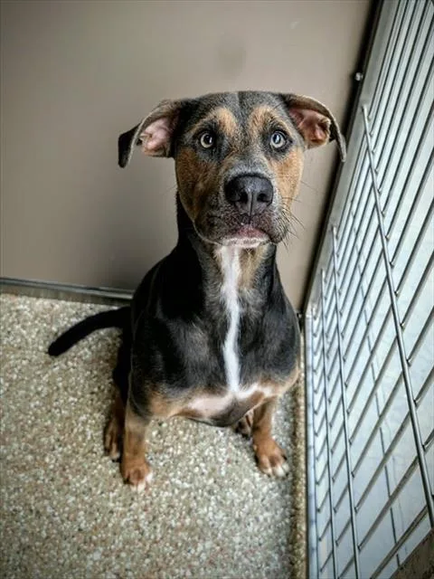 An adult large-sized male Labrador Retriever dog named Ranger for adoption in Clyde, NC
