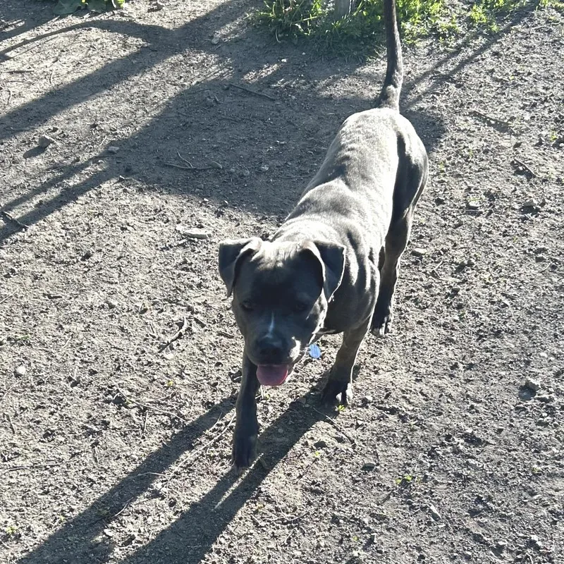 An adult medium-sized male Gray / Blue / Silver Pit Bull Terrier dog named Peter for adoption in Oak Park, IL