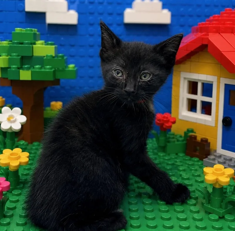 A baby small-sized male Domestic Short Hair cat named Kevin for adoption in Washington Court House, OH
