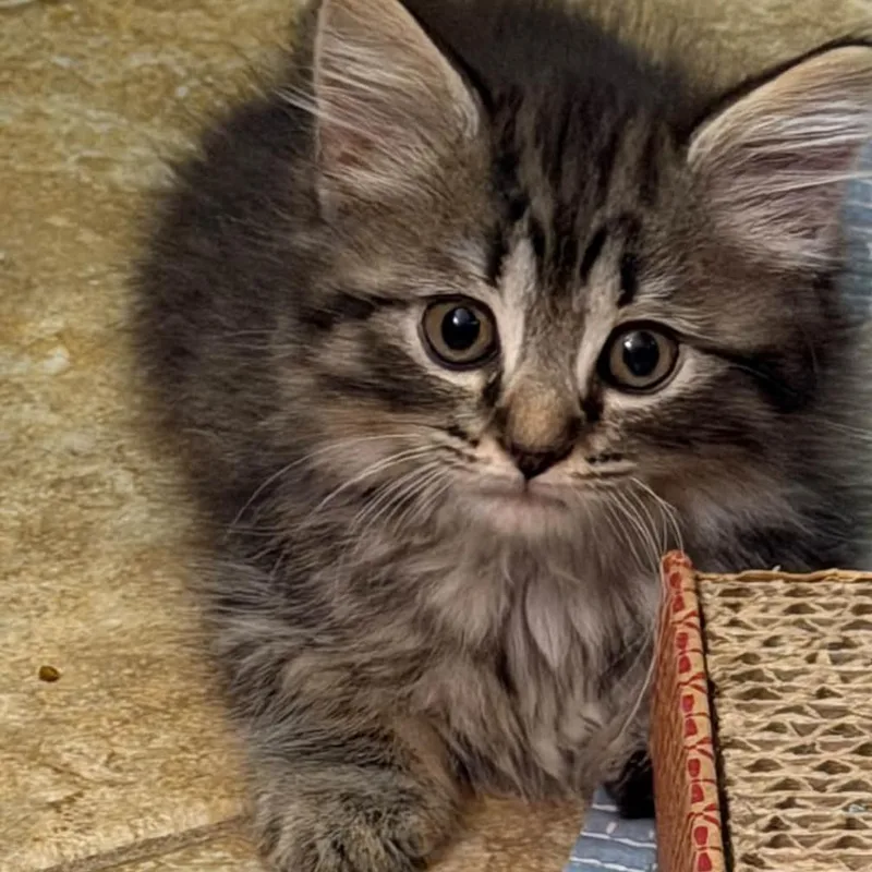 A baby small-sized female Domestic Medium Hair cat named Mouse for adoption in Asheville, NC
