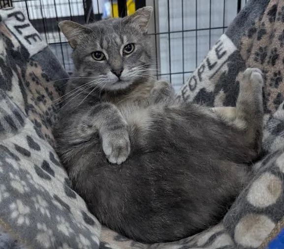 An adult medium-sized male Domestic Short Hair cat named Simba for adoption in St. Cloud, MN