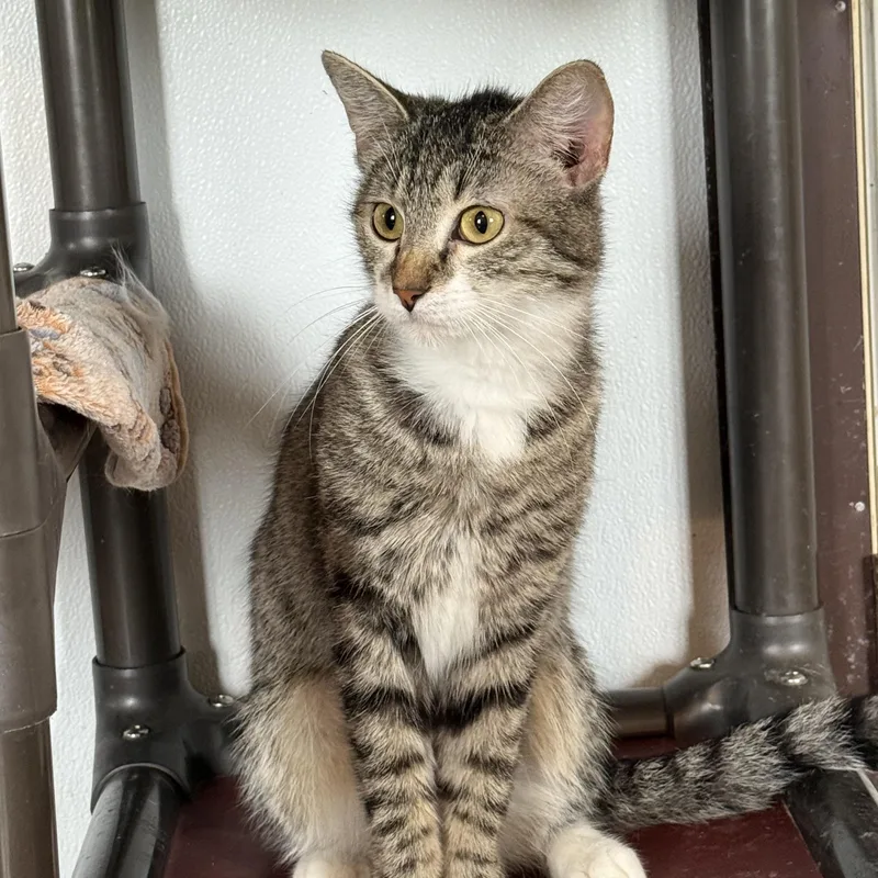 A young medium-sized female Domestic Short Hair cat named Juna for adoption in Auburn, NE